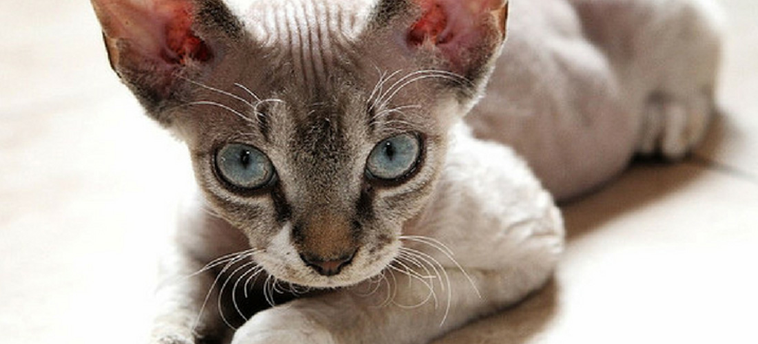 Devon Rex gatto a pelo corto