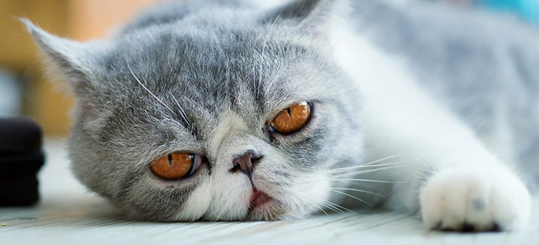 exotic shorthair