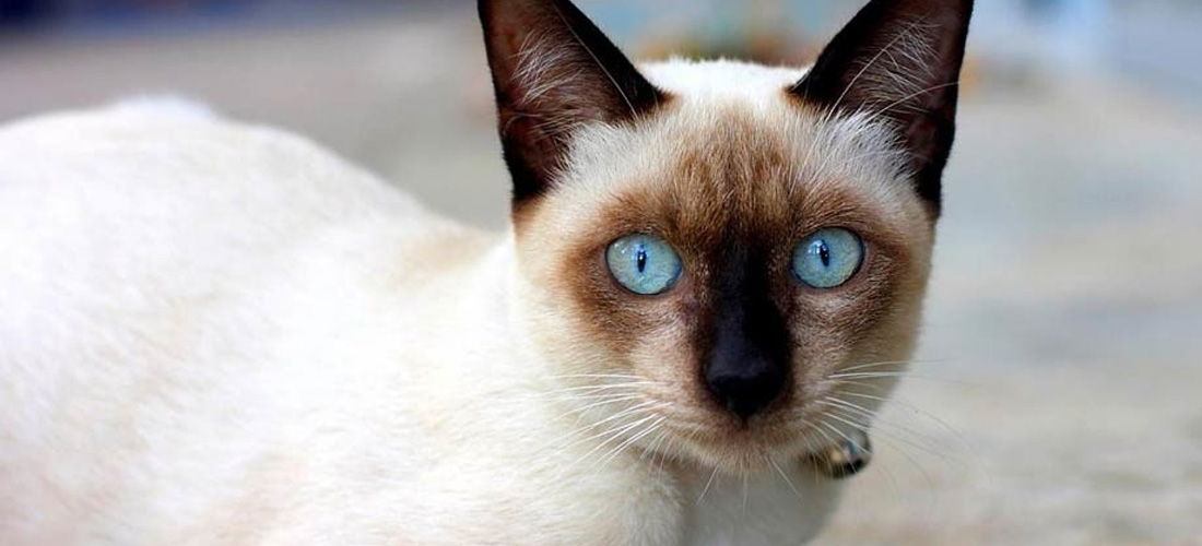 Gatto Siamese