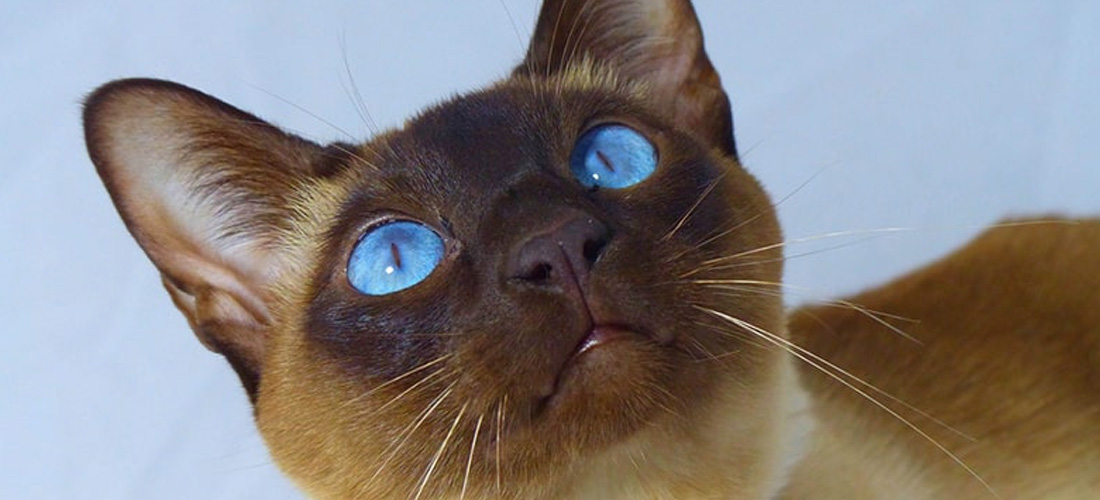 Gatto Tonkinese