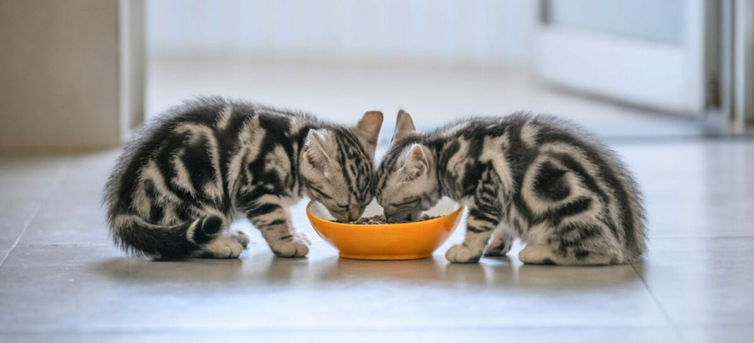2 gattini possono mangiare insieme
