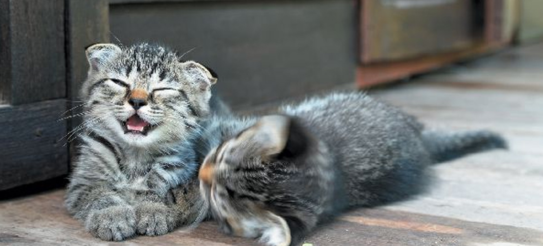 2 gattini insieme impareranno da soli come comportarsi