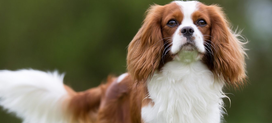Cavalier King  Spaniel