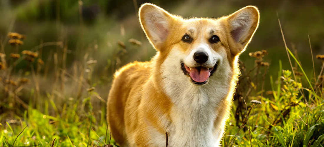 Corgi