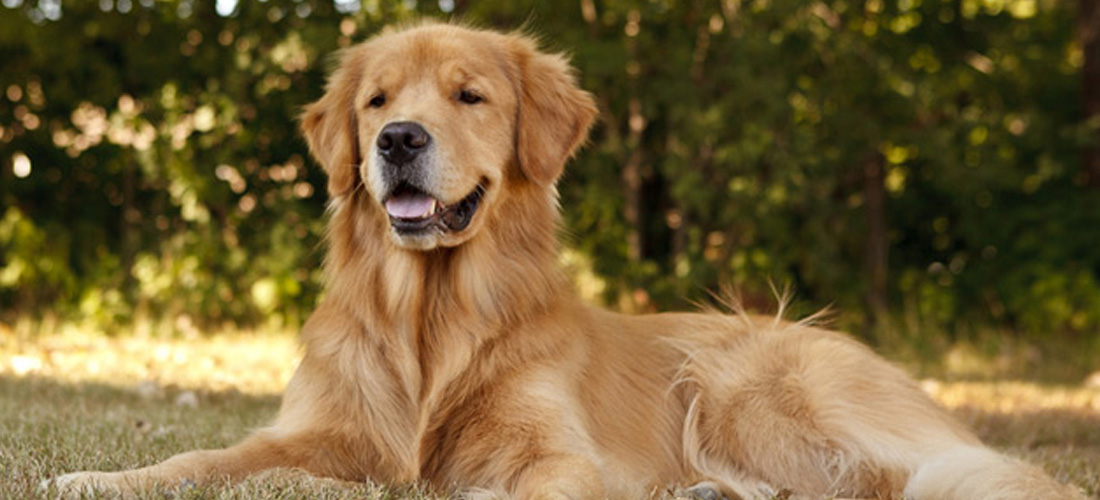 Golden retriever razza cane