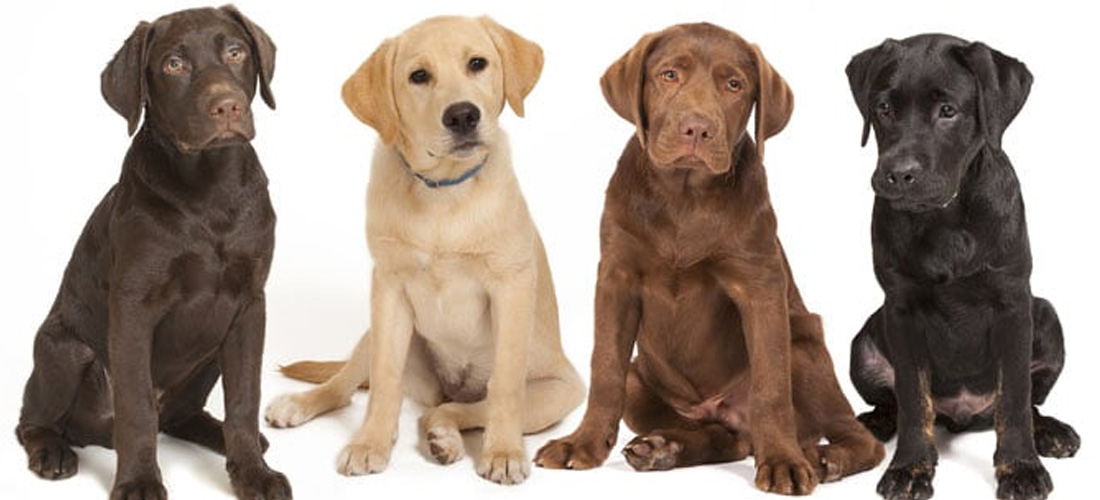 Labrador retriever perfetto per anziani e famiglie