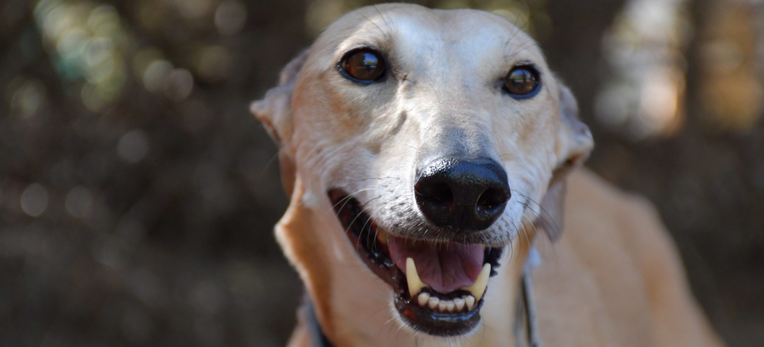 Cane Levriero