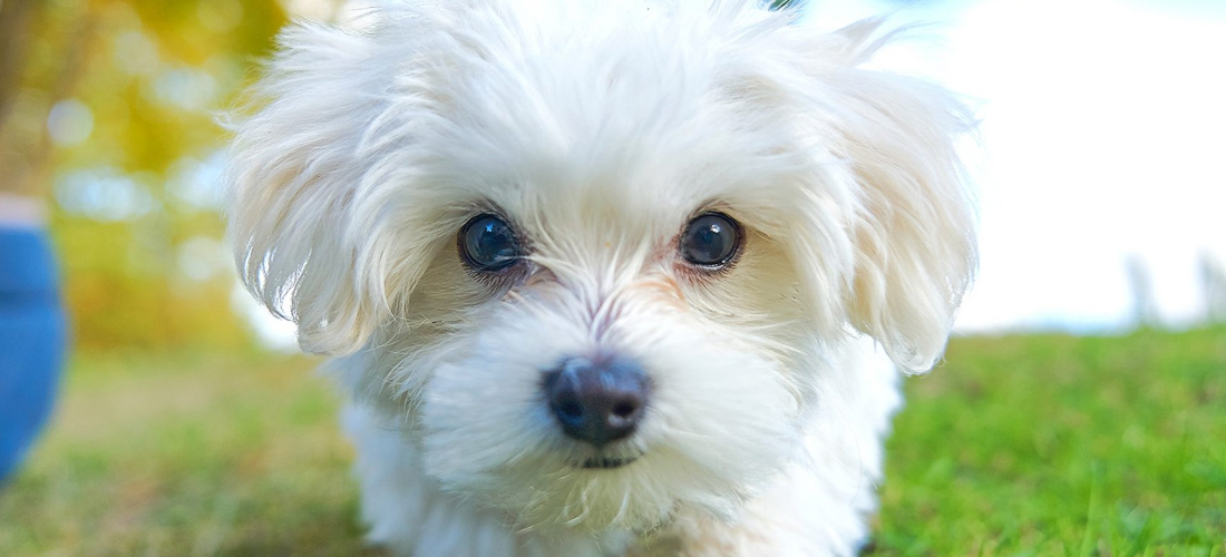 Cane Maltese