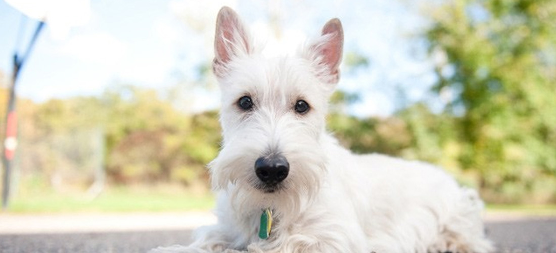 Terrier scozzese