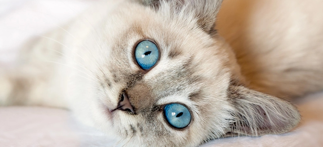 Gatti con gli occhi azzurri