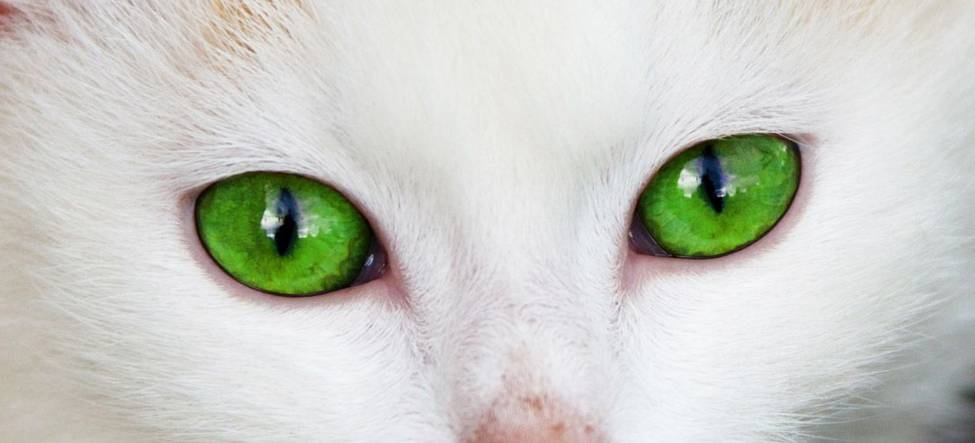 Occhi verdi di un gatto