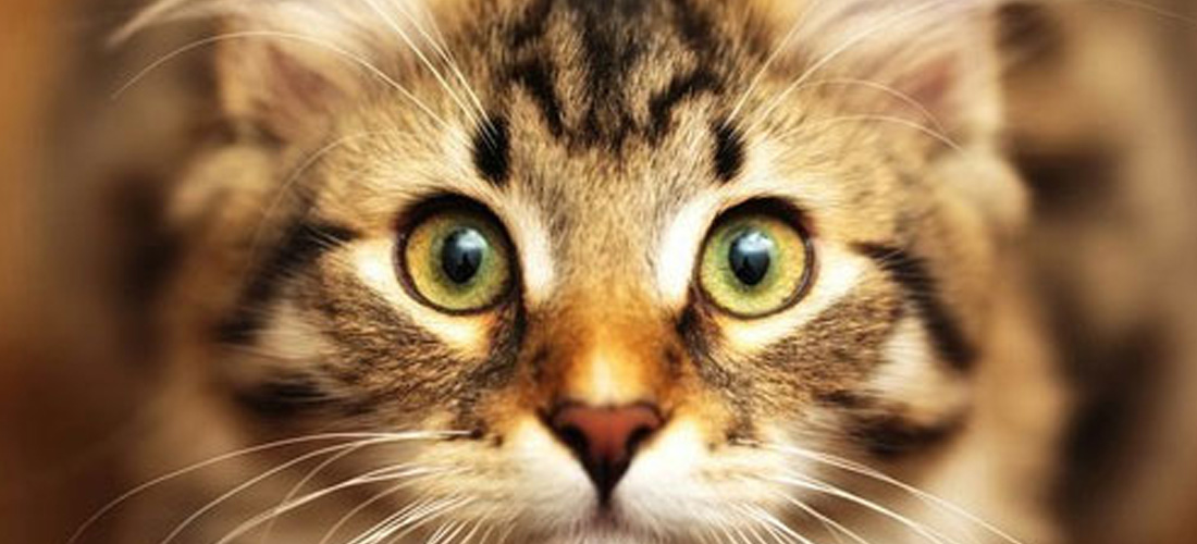 Gatto con gli occhi nocciola