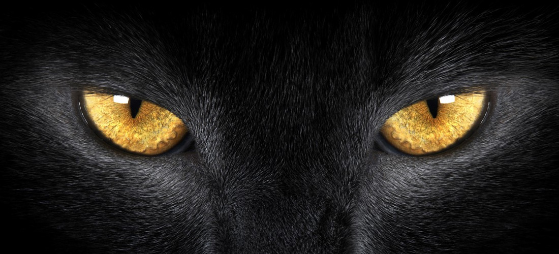 Gatto nero con occhi gialli