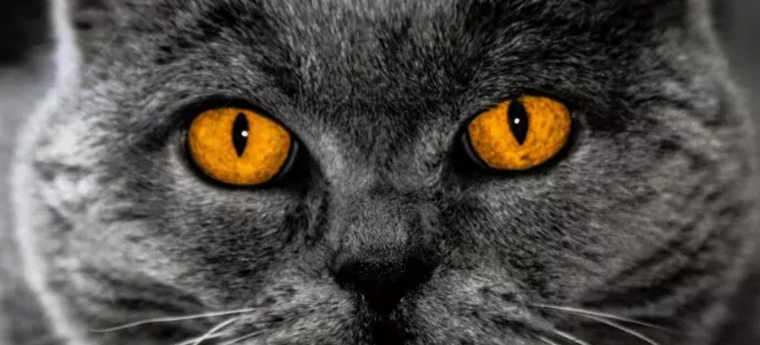 Gatto con occhi arancioni