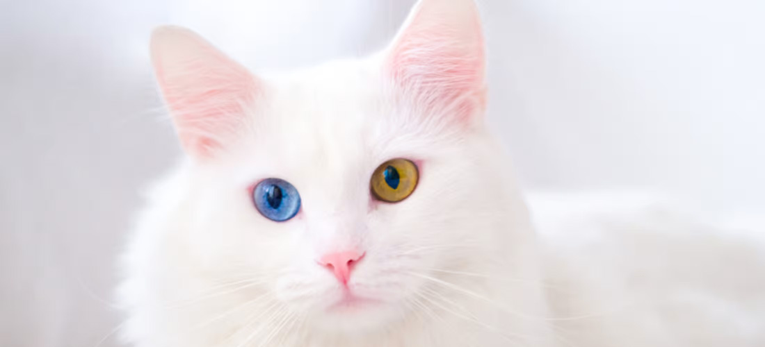 Gatto con eterocromia