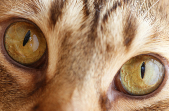 Un gatto con gli occhi ambra