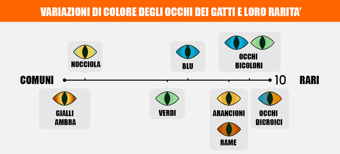 Tabella colori occhi dei gatti e loro rarità