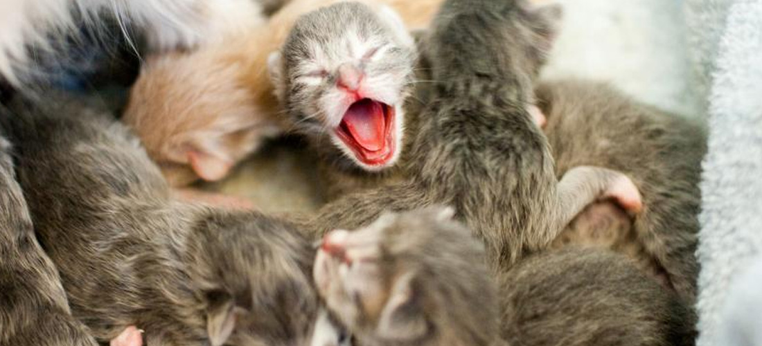 Cucciolata con gattini occchi chiusi