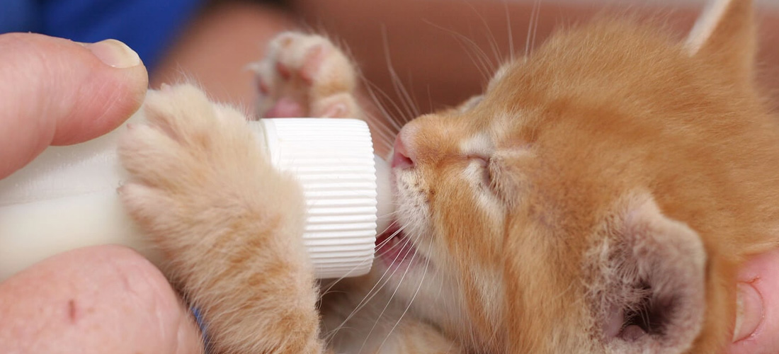 Gattino beve latte da siringa