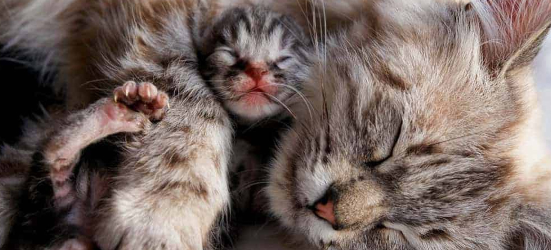 Mamma e gattino abbracciati