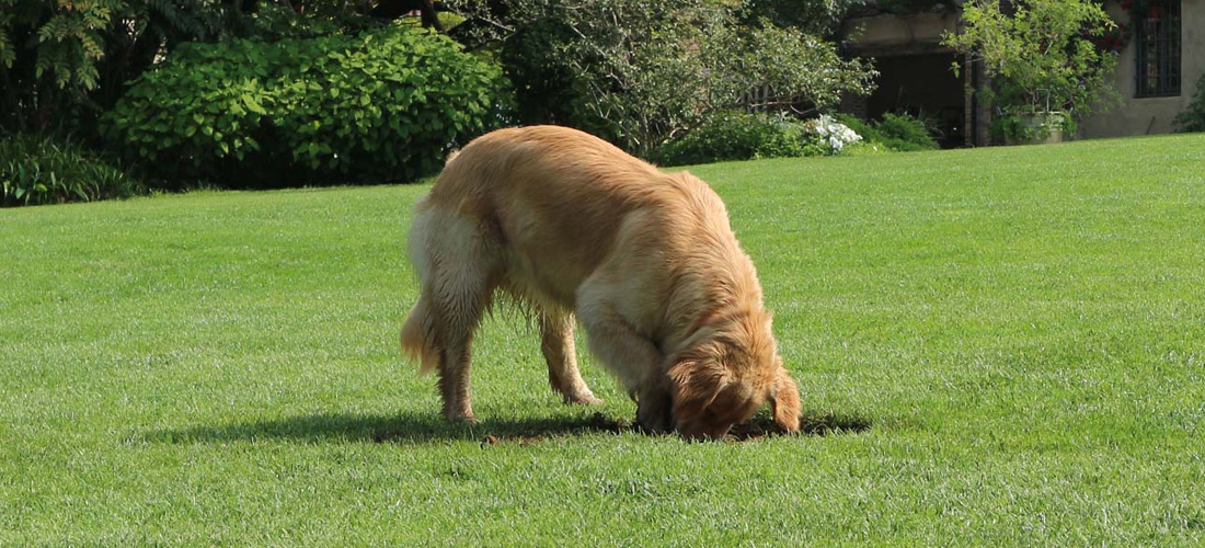 cane fa buca nel prato