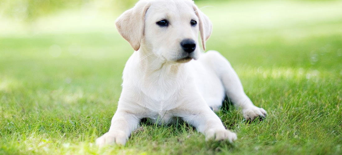 Un cucciolo di labrador in giardino