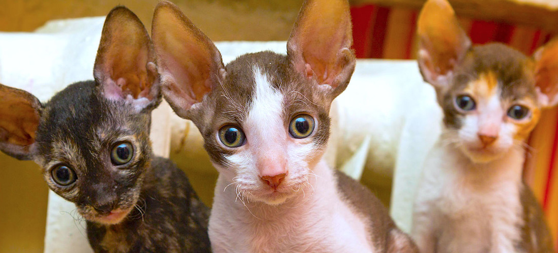 Tre giovani cornish rex dallo sguardo curioso e attento