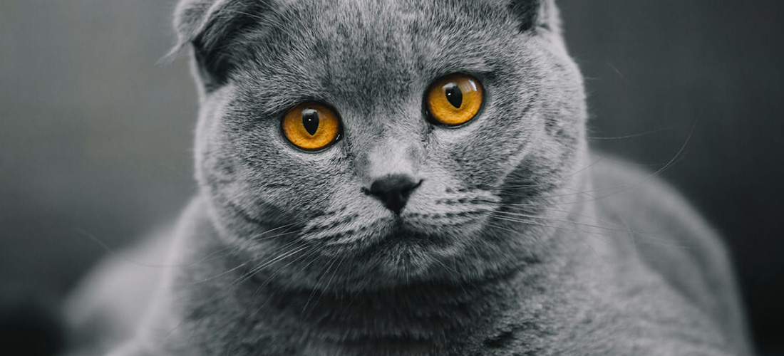 Un intenso sguardo di uno Scottish Fold