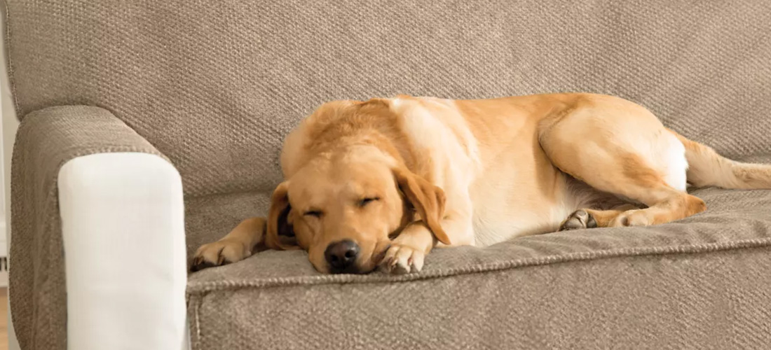 Cane dorme su copertura comoda del divano