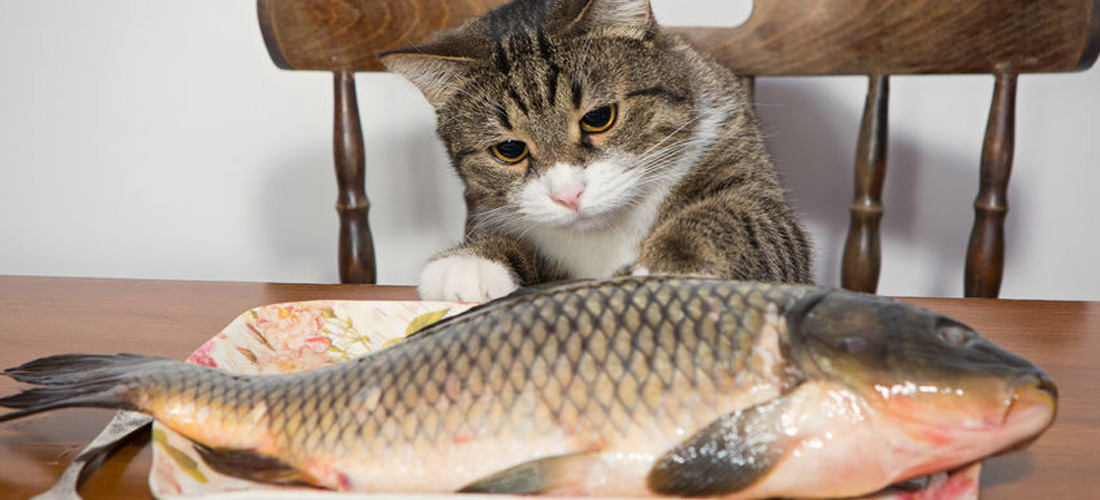 Gatto prende pesce dal piatto