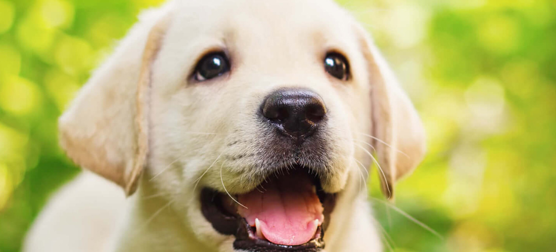 Cucciolo di Labrador