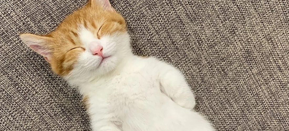 Gattino dorme sulla schiena