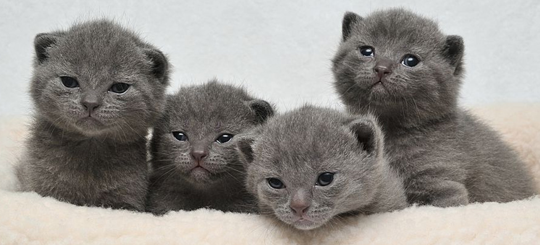 Cuccioli Chartreux