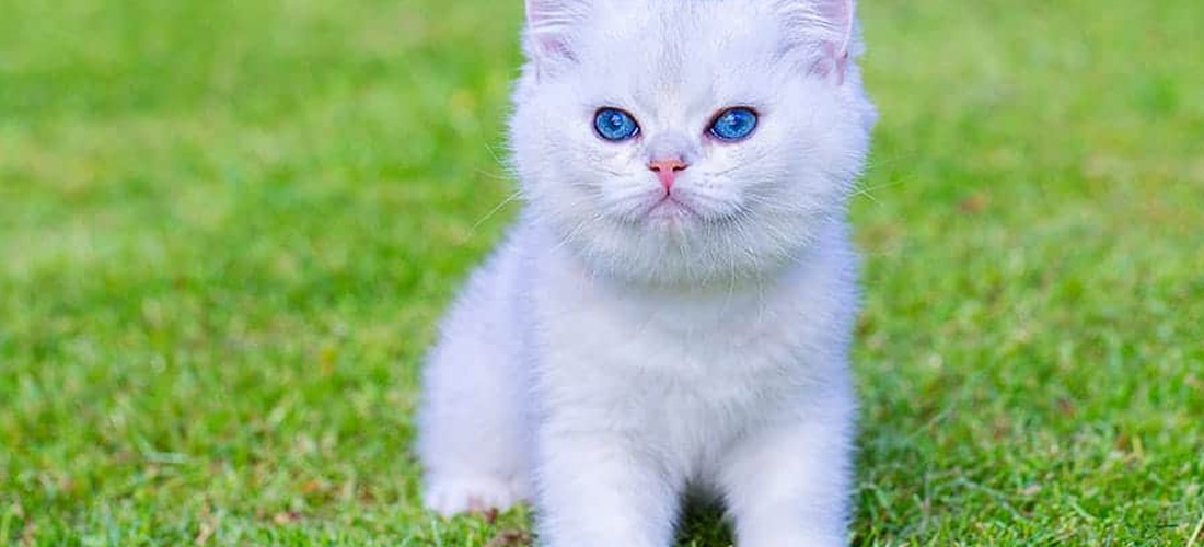 Gattino albino occhi azzurri
