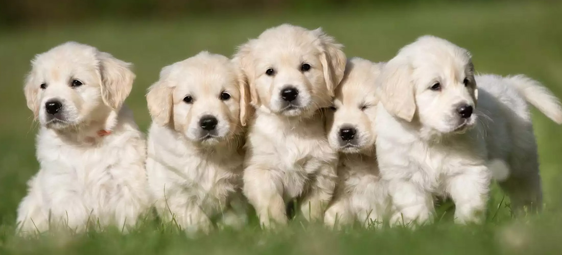 5 cuccioli in un prato