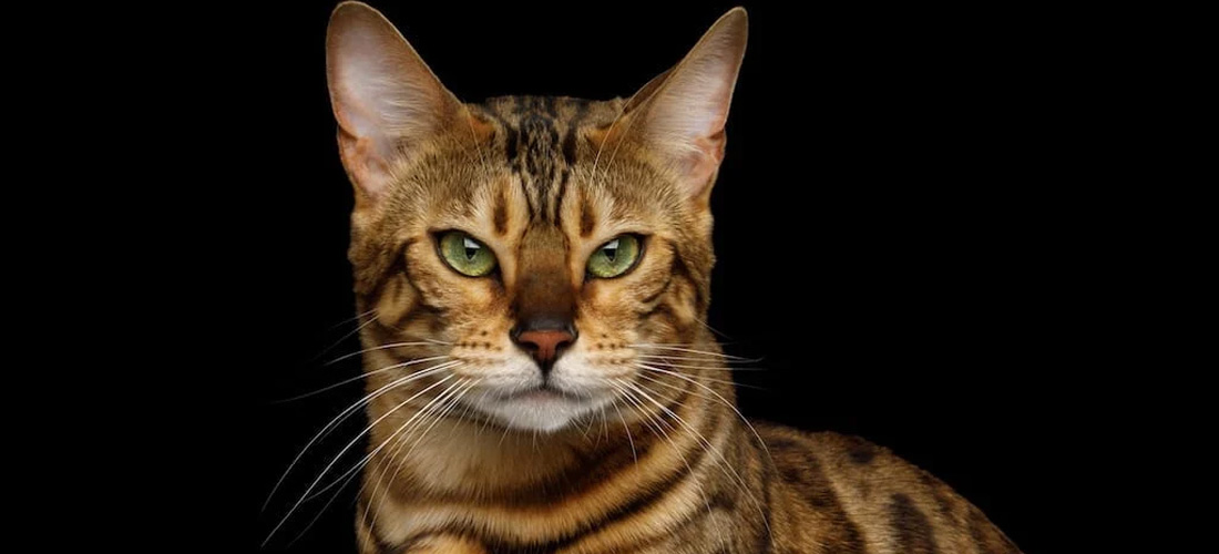Gatto Bengala fissa negli  occhi
