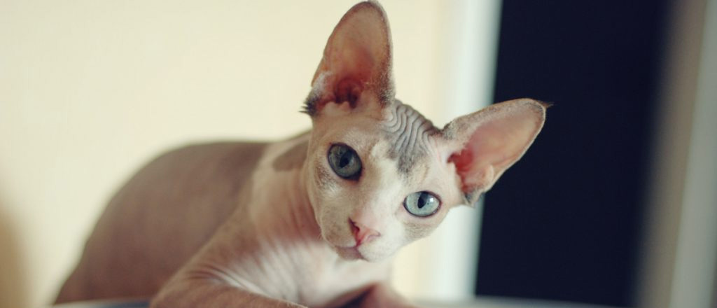 Un esemplare di gatto Sphynx anche conosciuto come gatto nudo