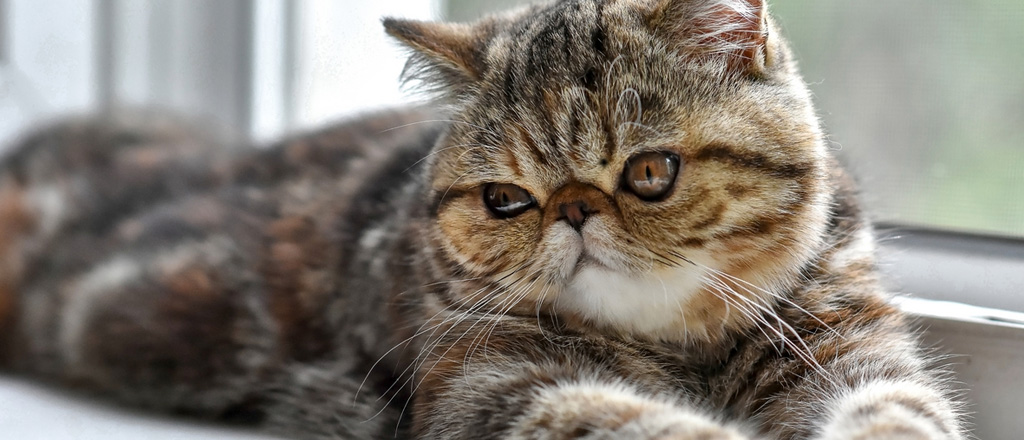 Gatto esotico è un coccolone