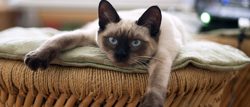 Gatto Siamese con il suo mantello inconfondibile e gli occhi blu