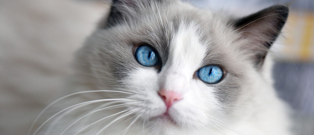 Un gatto Ragdoll letteralmente Bambola di Pezza