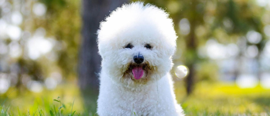 Un vaporoso Bichon Frise