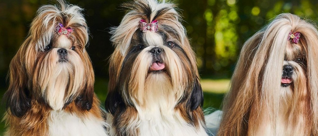 Tre adorabili esemplari di Shih Tzu