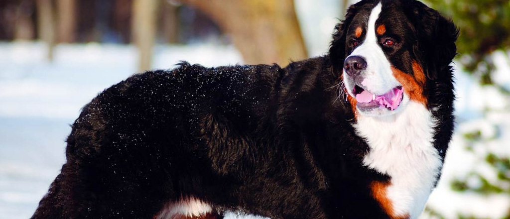 Un esemplare di Bernese nella neveu