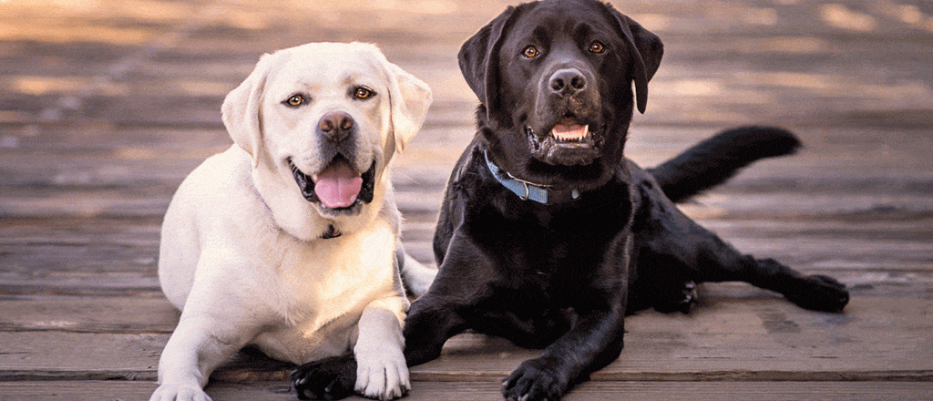 Una coppia di Labrador Retirever nelle colorazioni Nero e Champagne