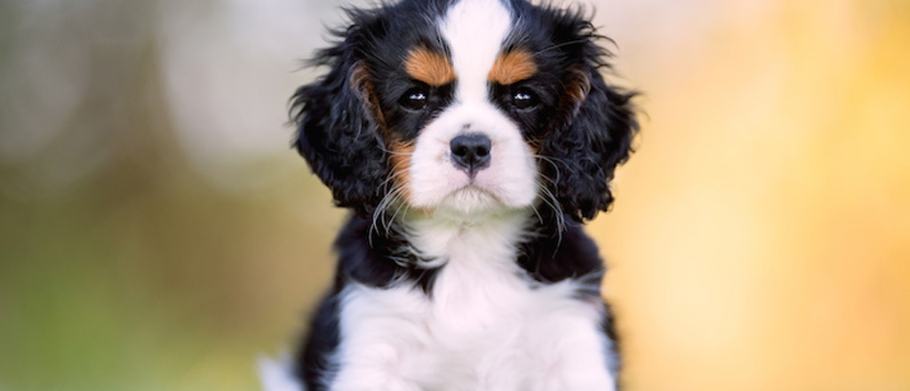 Un cucciolo di Cavalier King Charles Spaniel dallo sguardo severo