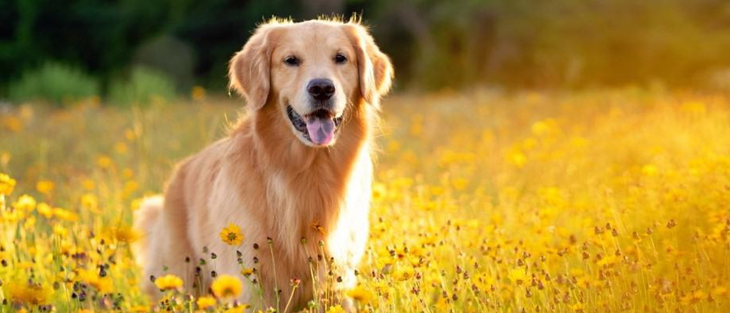 Un'immagine del dolce muso di un Golden in un campo fiorito