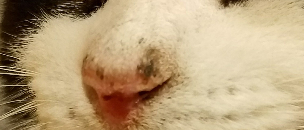 Gatto con carcinoma dovuto a scottatura sul naso