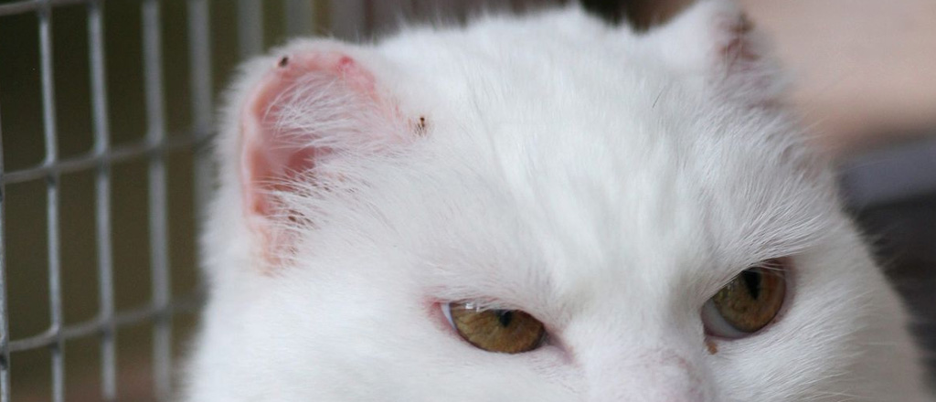 Gatto con orecchie ridotte dalle scottature