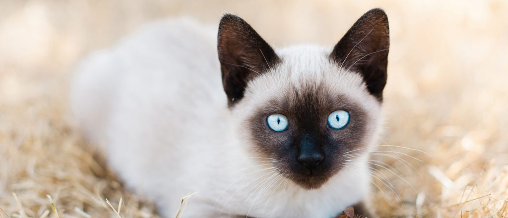 Gattino Siamese occhi blu
