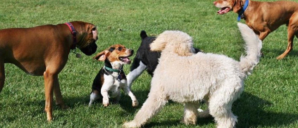 cani che giocano al parco